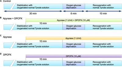 Positive Inotropic Effects of ATP Released via the Maxi-Anion Channel in Langendorff-Perfused Mouse Hearts Subjected to Ischemia-Reperfusion